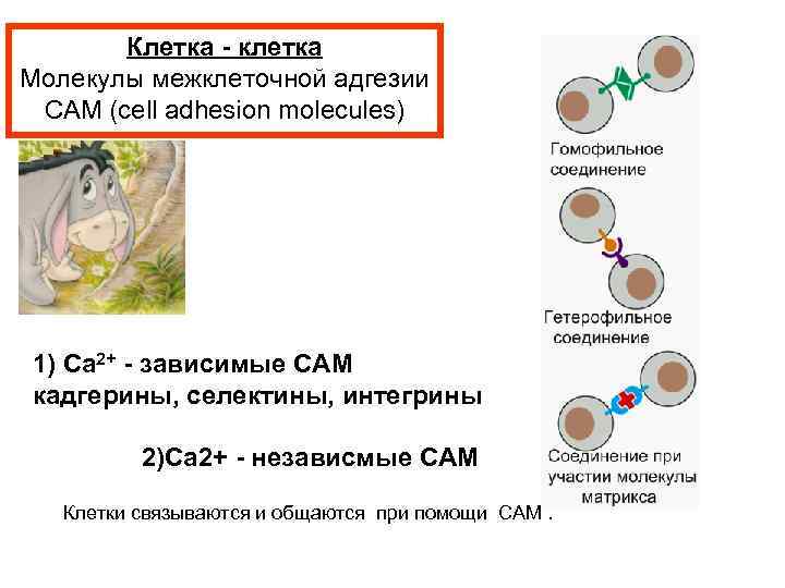 Клетка - клетка Молекулы межклеточной адгезии CAM (cell adhesion molecules) 1) Ca 2+ -