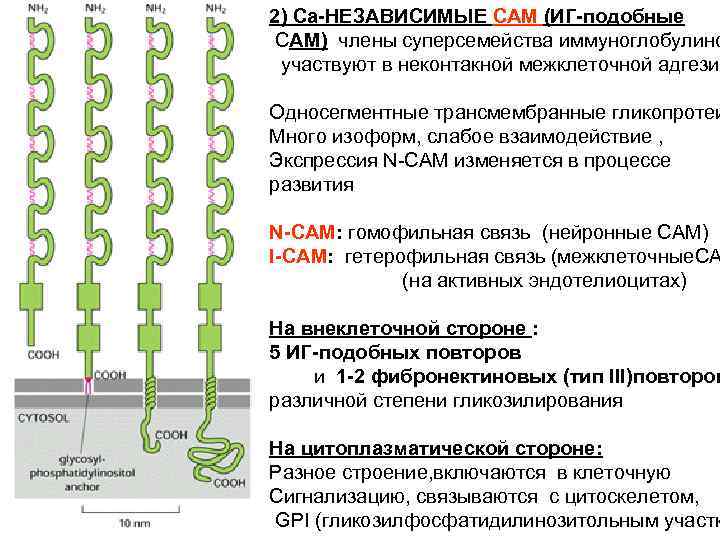 2) Ca-НЕЗАВИСИМЫЕ CAM (ИГ-подобные CAM) члены суперсемейства иммуноглобулино участвуют в неконтакной межклеточной адгезии Односегментные