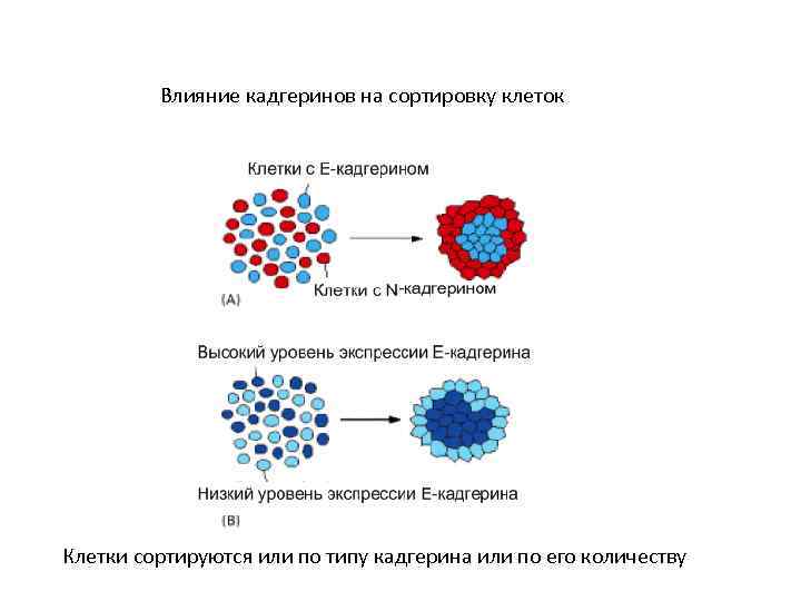 Влияние кадгеринов на сортировку клеток Клетки сортируются или по типу кадгерина или по его