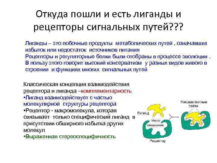 Откуда пошли и есть лиганды и рецепторы сигнальных путей? ? ? Лиганды – это