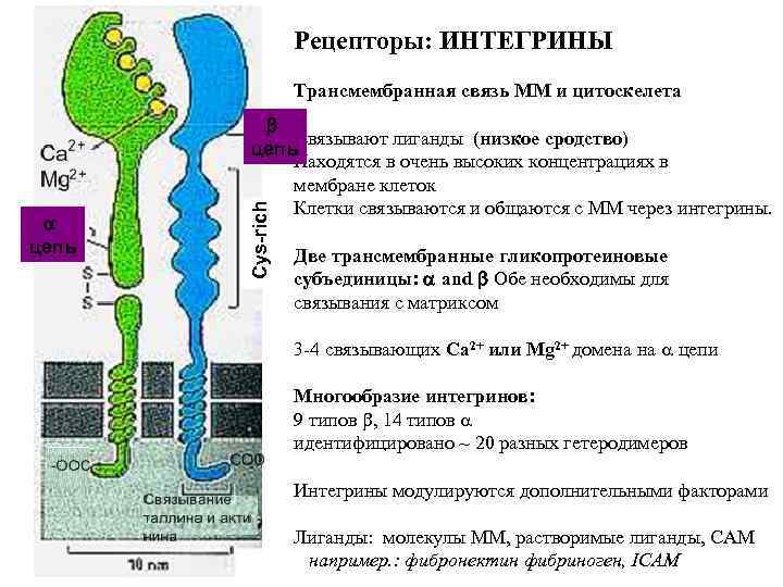 Рецепторы: ИНТЕГРИНЫ Трансмембранная связь ММ и цитоскелета Cys-rich a цепь b связывают лиганды (низкое