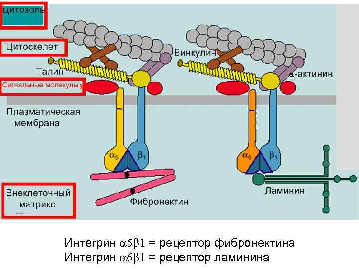 Интегрин 5 1 = рецептор фибронектина Интегрин 6 1 = рецептор ламинина 