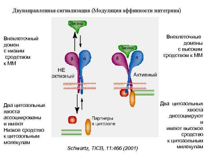 Двунаправленная сигнализация (Модуляция аффинности интегрина) Внеклеточные домены с высоким сродством к ММ Внеклеточный домен