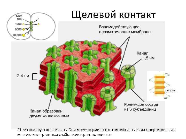 Щелевой контакт 21 ген кодирует коннексины Они могут формировать гомологичные или гетерологичные коннексоны с