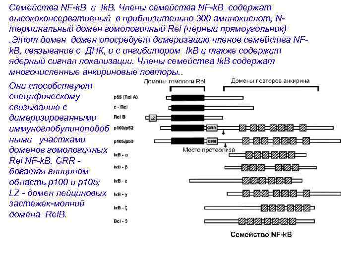 Семейства NF-k. B и Ik. B. Члены семейства NF-k. B содержат высококонсервативный в приблизительно