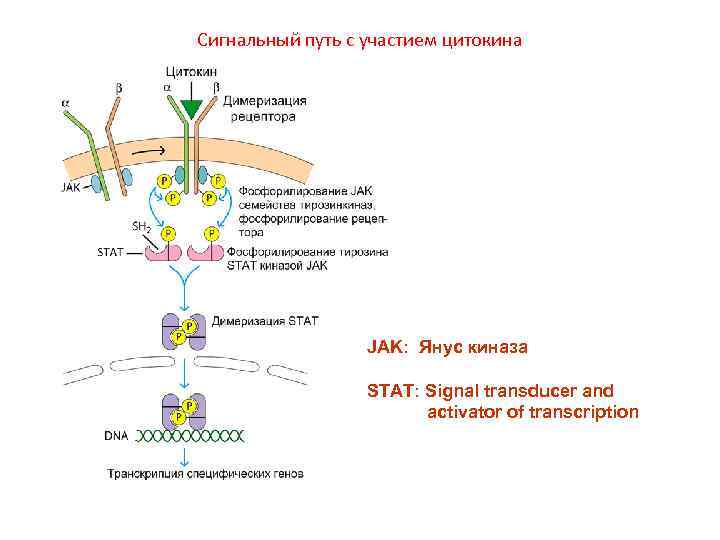 Сигнальный путь с участием цитокина JAK: Янус киназа STAT: Signal transducer and activator of