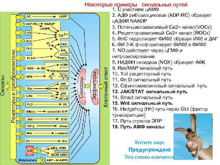 Некоторые примеры сигнальных путей 1. С участием ц. АМФ 2. AДФ рибозилциклаза (ADP-RC) образует