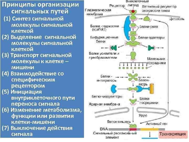 Принципы организации сигнальных путей (1) Синтез сигнальной молекулы сигнальной клеткой (2) Выделение сигнальной молекулы