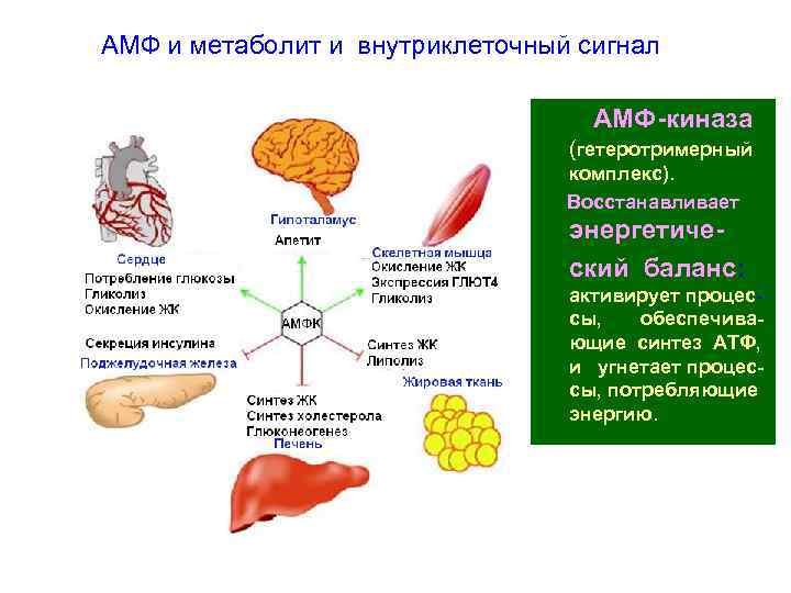 АМФ и метаболит и внутриклеточный сигнал АМФ-киназа (гетеротримерный комплекс). Восстанавливает энергетический баланс: активирует процессы,