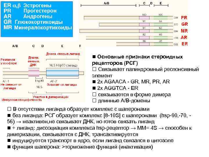  Основные признаки стероидных рецепторов (РСГ) Связывает палиндромный респонсивный элемент 2 x AGAACA -
