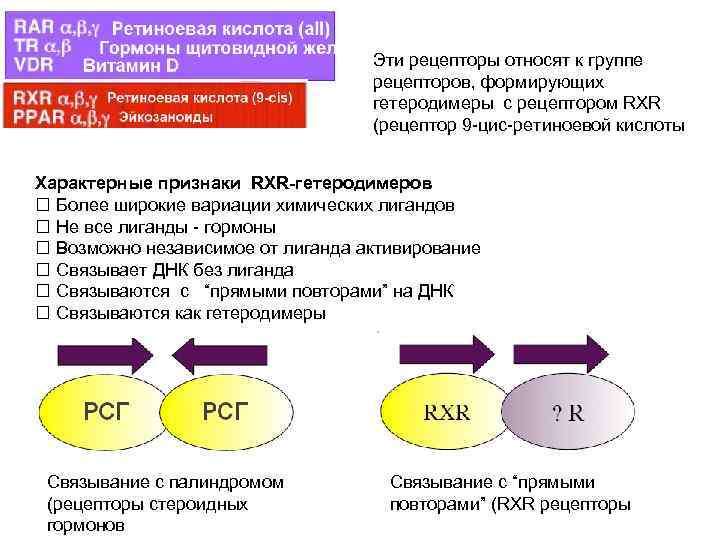Эти рецепторы относят к группе рецепторов, формирующих гетеродимеры с рецептором RXR (рецептор 9 -цис-ретиноевой