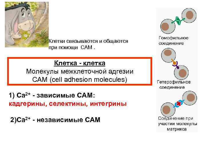 Клетки связываются и общаются при помощи CAM. Клетка - клетка Молекулы межклеточной адгезии CAM