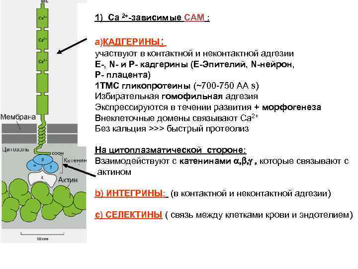 1) Cа 2+-зависимые СAM : a)КАДГЕРИНЫ: участвуют в контактной и неконтактной адгезии E-, N-
