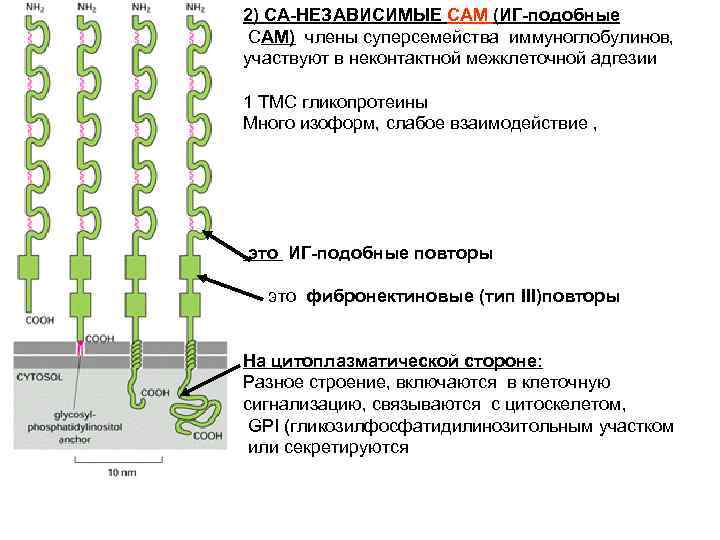 2) CA-НЕЗАВИСИМЫЕ CAM (ИГ-подобные CAM) члены суперсемейства иммуноглобулинов, участвуют в неконтактной межклеточной адгезии 1