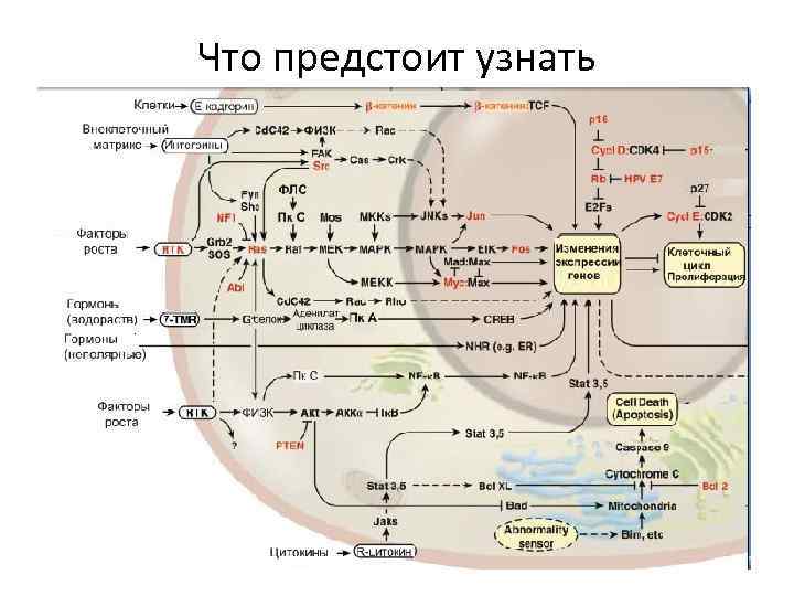 Что предстоит узнать 