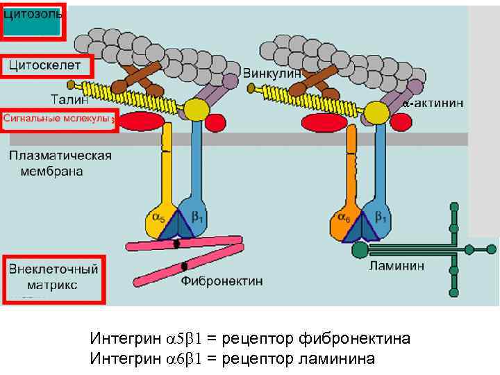 Интегрин 5 b 1 = рецептор фибронектина Интегрин 6 b 1 = рецептор ламинина
