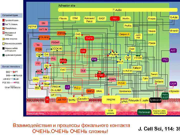 Взаимодействия и процессы фокального контакта ОЧЕНЬ сложны! J. Cell Sci, 114: 35 