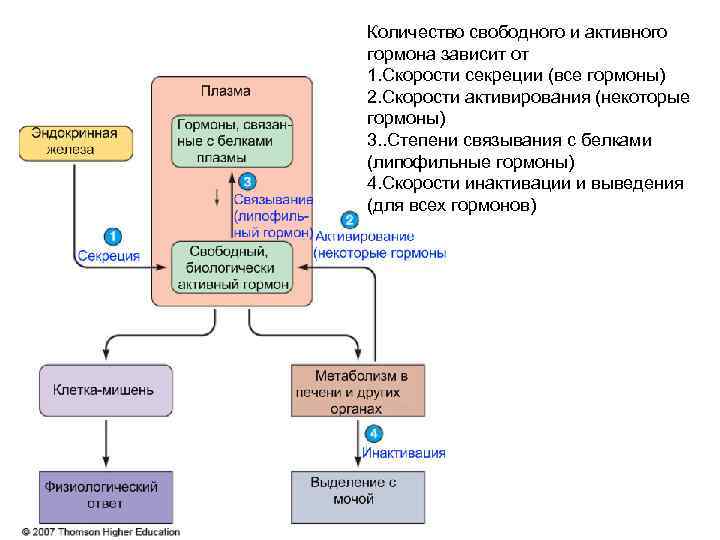 Количество свободного и активного гормона зависит от 1. Скорости секреции (все гормоны) 2. Скорости