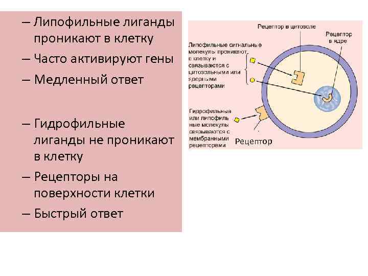 – Липофильные лиганды проникают в клетку – Часто активируют гены – Медленный ответ –