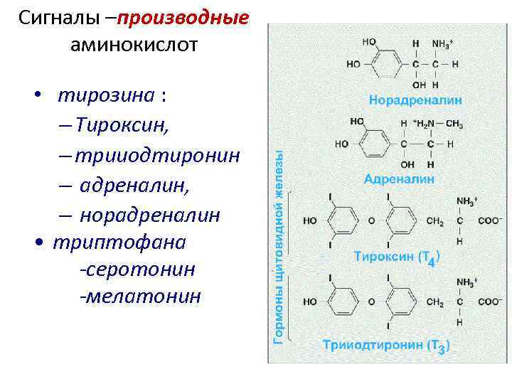 Сигналы –производные аминокислот • тирозина : – Тироксин, – трииодтиронин – адреналин, – норадреналин