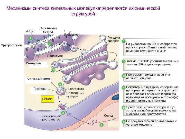 Механизмы синтеза сигнальных молекул определяются их химической структурой 