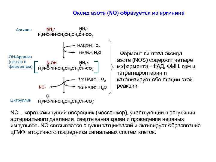 Синтез азота. Синтез no из аргинина. Синтез окиси азота из аргинина. Синтаза оксида азота. Образование оксида азота из аргинина.