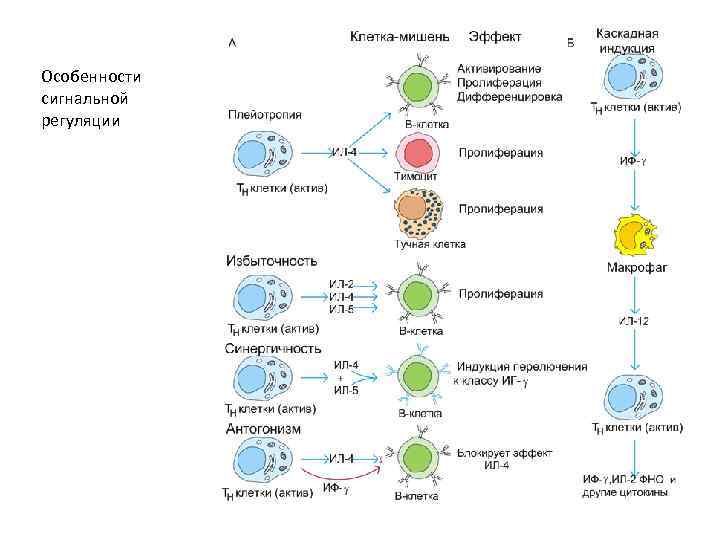 Особенности сигнальной регуляции 