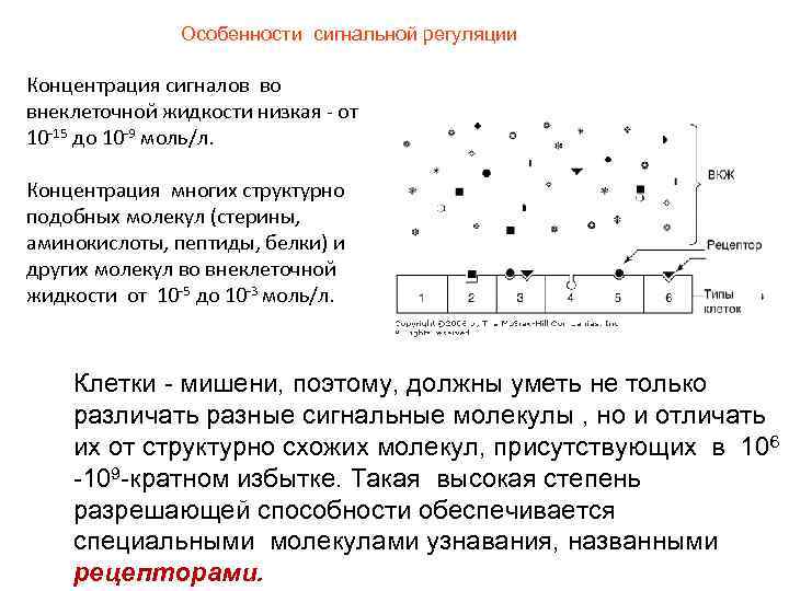 Особенности сигнальной регуляции Концентрация сигналов во внеклеточной жидкости низкая - от 10 -15 до