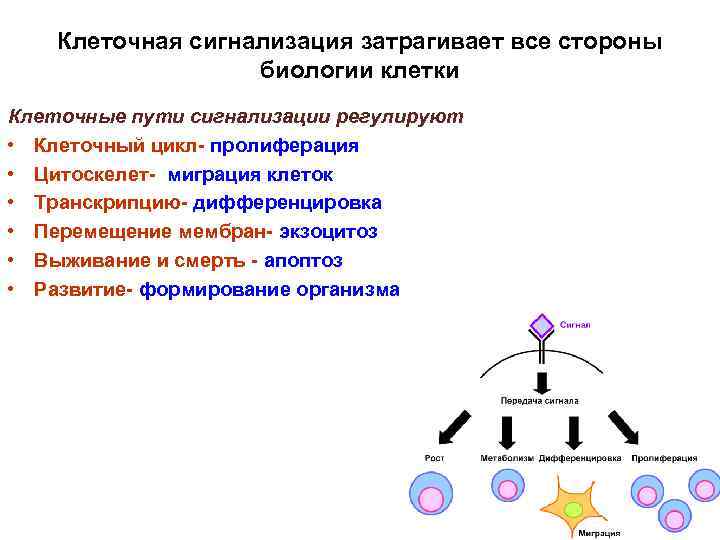 Клеточная сигнализация затрагивает все стороны биологии клетки Клеточные пути сигнализации регулируют • Клеточный цикл-