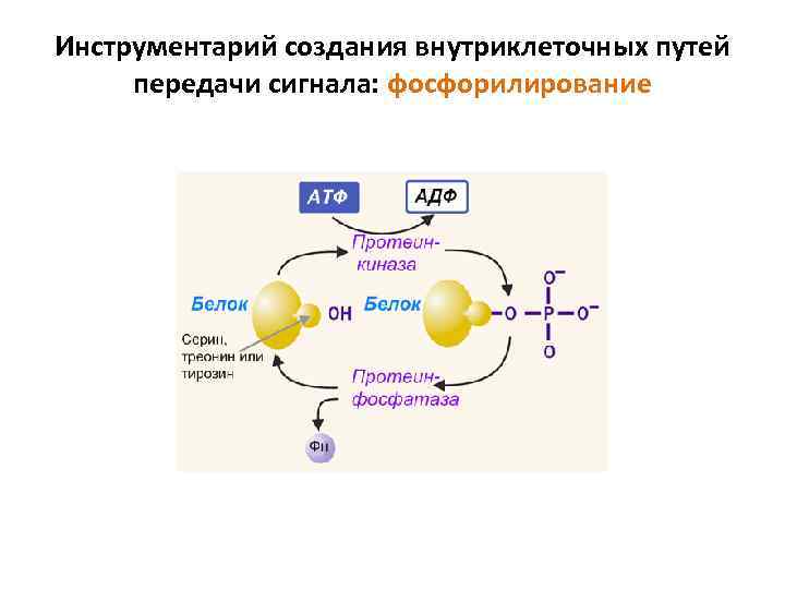 Инструментарий создания внутриклеточных путей передачи сигнала: фосфорилирование 