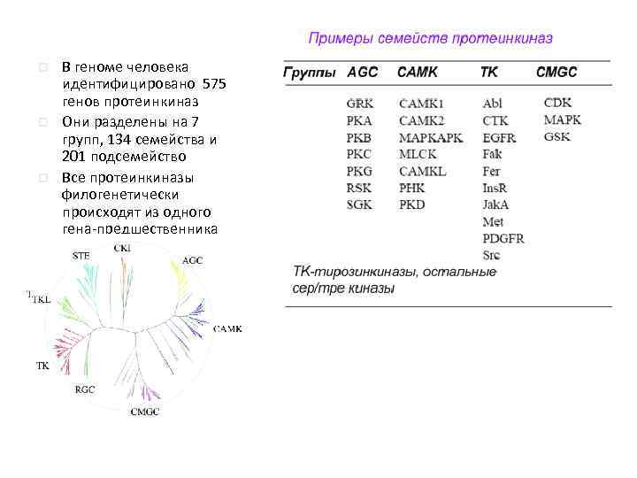 p p p В геноме человека идентифицировано 575 генов протеинкиназ Они разделены на 7