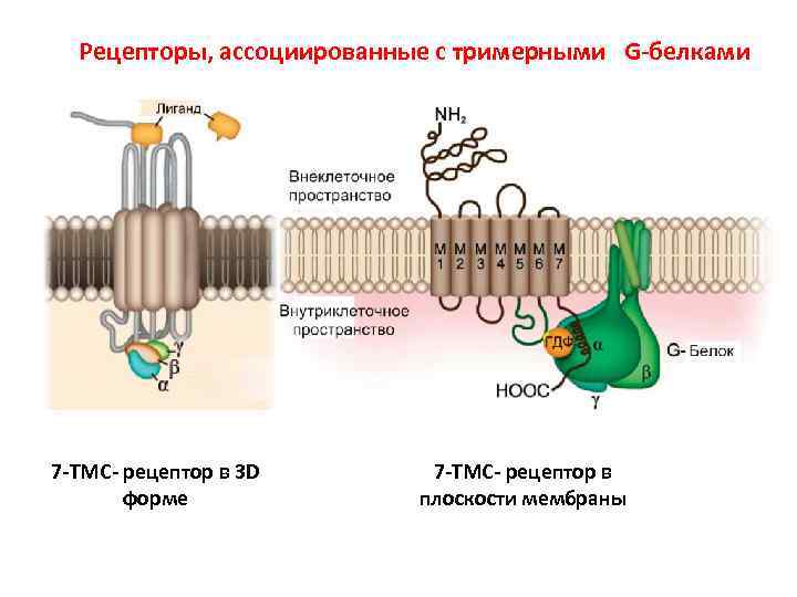 Рецепторы, ассоциированные с тримерными G-белками 7 -ТМС- рецептор в 3 D форме 7 -ТМС-