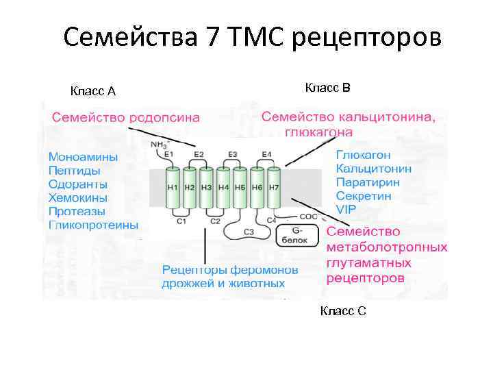 Семейства 7 ТМС рецепторов Класс А Класс B Класс C 