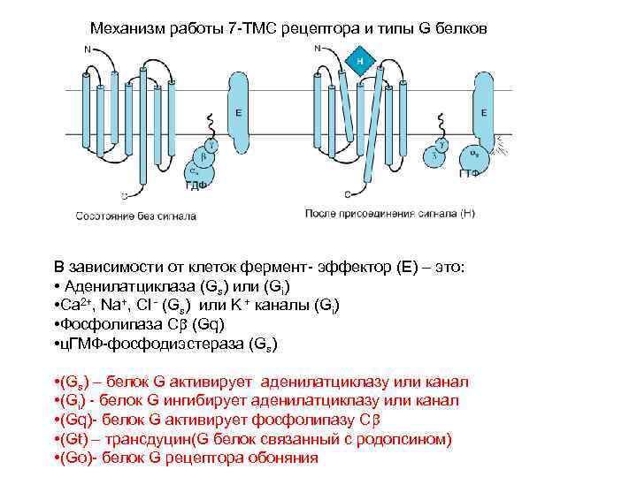 Механизм работы 7 -ТМС рецептора и типы G белков В зависимости от клеток фермент-