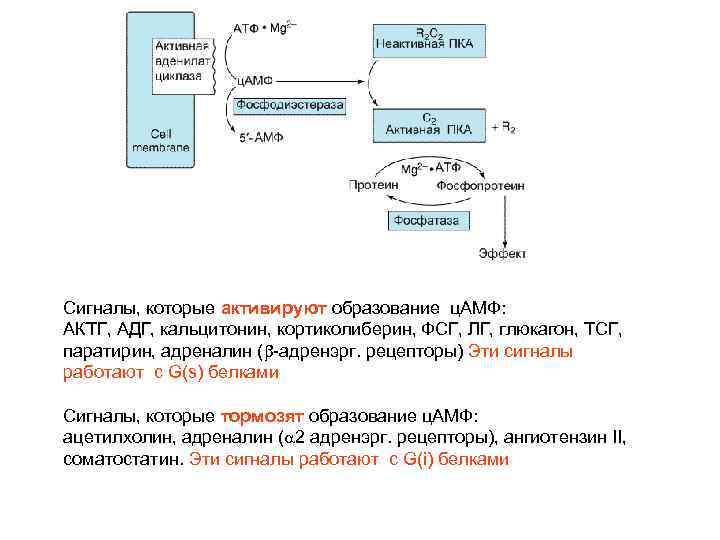 Сигналы, которые активируют образование ц. АМФ: АКТГ, АДГ, кальцитонин, кортиколиберин, ФСГ, ЛГ, глюкагон, ТСГ,