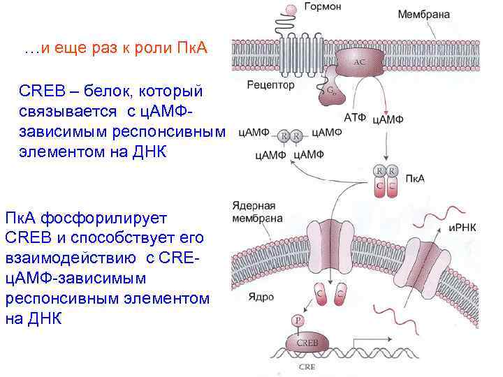 …и еще раз к роли Пк. А CREB – белок, который связывается с ц.