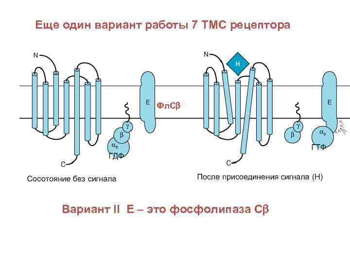 Еще один вариант работы 7 ТМС рецептора Фл. Сb Вариант II Е – это