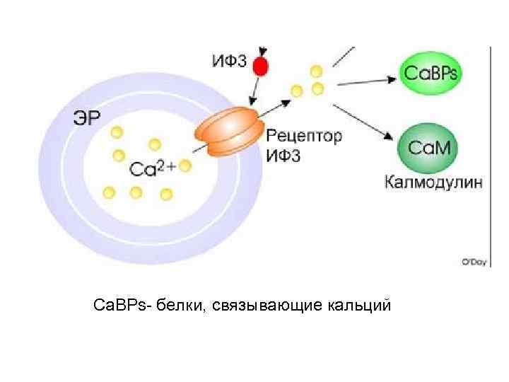 Ca. BPs- белки, связывающие кальций 