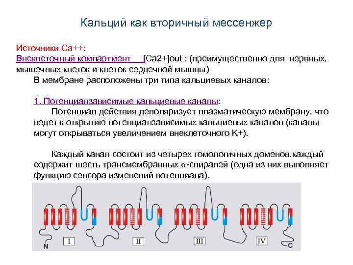Кальций как вторичный мессенжер Источники Ca++: Внеклеточный компартмент [Ca 2+]out : (преимущественно для нервных,