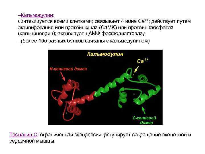 –Кальмодулин: синтезируется всеми клетками; связывает 4 иона Ca++; действует путем активирования или протеинкиназ (Ca.