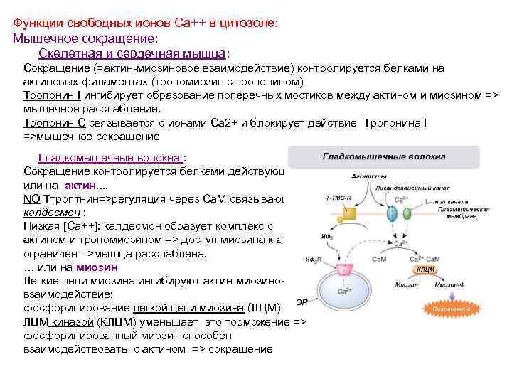 Функции свободных ионов Ca++ в цитозоле: Мышечное сокращение: Скелетная и сердечная мышца: Сокращение (=актин-миозиновое