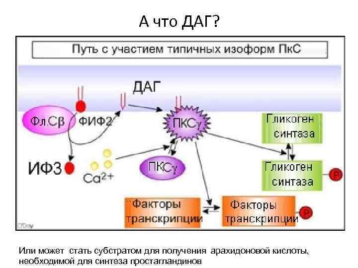 А что ДАГ? Или может стать субстратом для получения арахидоновой кислоты, необходимой для синтеза
