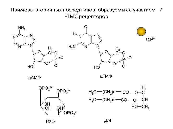 Примеры вторичных посредников, образуемых с участием 7 -ТМС рецепторов Ca 2+ ц. ГМФ ц.