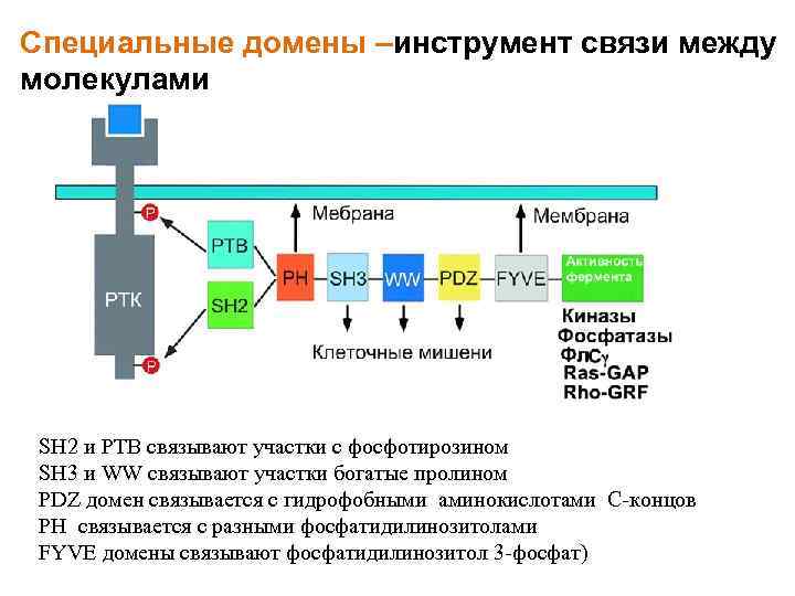 Специальные домены –инструмент связи между молекулами SH 2 и PTB связывают участки с фосфотирозином