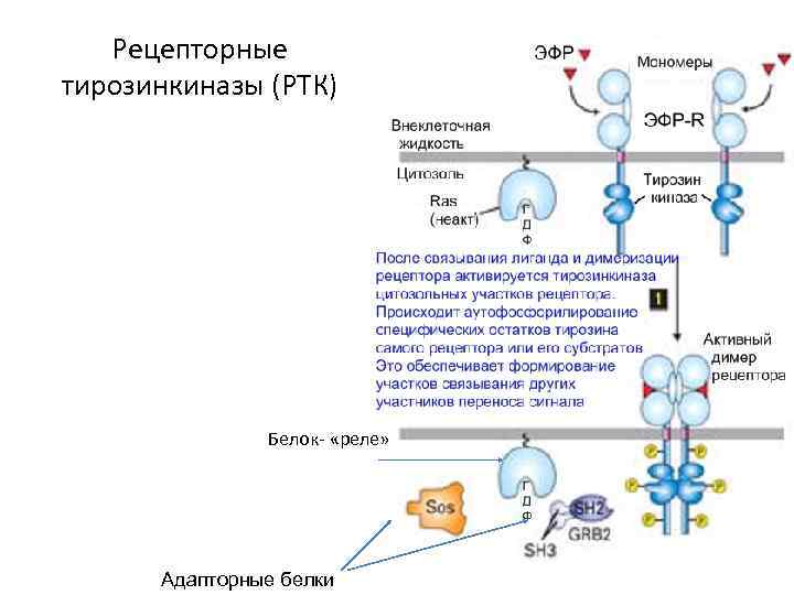 Рецепторные тирозинкиназы (РТК) Белок- «реле» Адапторные белки 