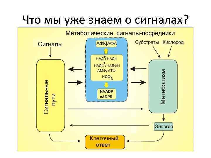 Что мы уже знаем о сигналах? 