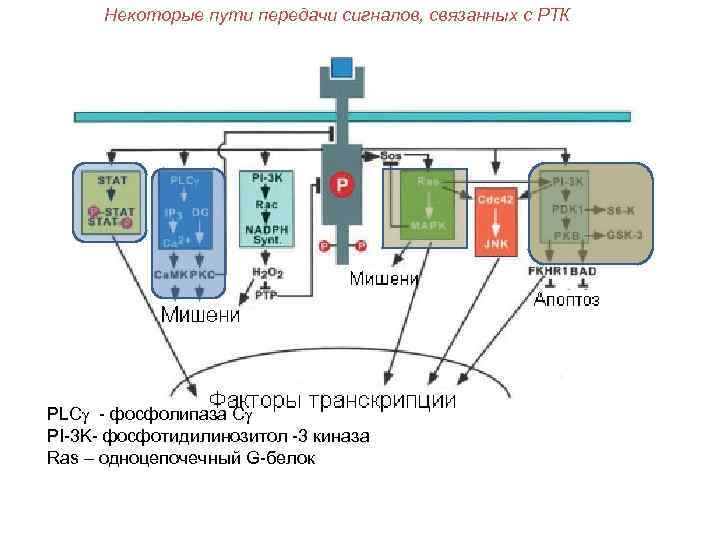 Некоторые пути передачи сигналов, связанных с РТК PLCg - фосфолипаза Сg PI-3 K- фосфотидилинозитол
