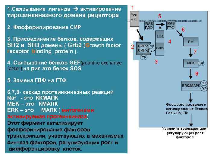 1. Связывание лиганда активирование 1 тирозинкиназного домена рецептора 5 2. Фосфорилирование СИР 3. Присоединение