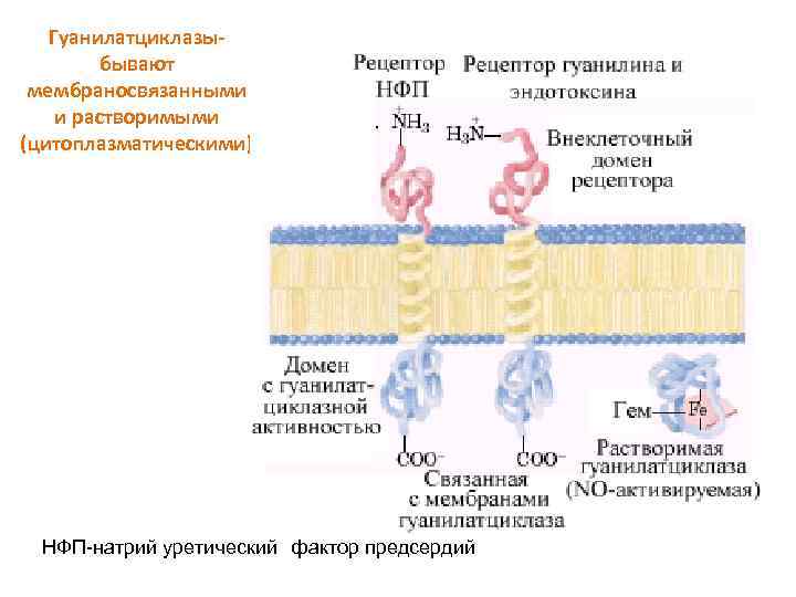 Гуанилатциклазыбывают мембраносвязанными и растворимыми (цитоплазматическими) НФП-натрий уретический фактор предсердий 