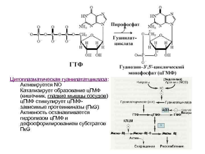 Цитоплазматическая гуанилататциклаза: Активируется NO Катализирует образование ц. ГМФ (кишечник, гладкие мышцы сосудов) ц. ГМФ